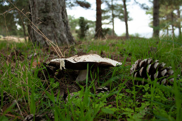 wild mushrooms and fungi in their natural mountain environment
