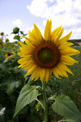 Sunflower head close-up on the background of the field