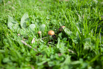 wild mushrooms and fungi in their natural mountain environment
