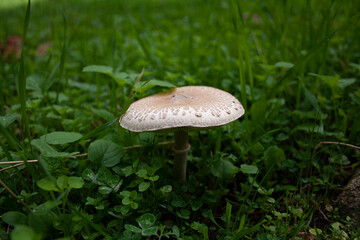 wild mushrooms and fungi in their natural mountain environment