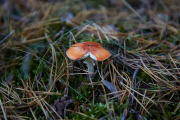 Small orange mushroom in the moss and fallen needle, selective focus