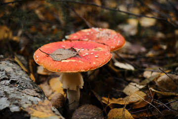 Concept of environment and nature of autumn forest in detail. Two red fly agaric poisonous and dangerous inedible mushrooms grow in autumn forest. Amanita muscaria Macro photo.