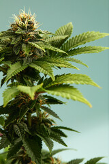 Close-up of a marijuana buds flower isolated on a light blue background. Cannabis can help manage chronic pain, nausea, and vomiting resulting from chemotherapy treatment. Medical and business concept