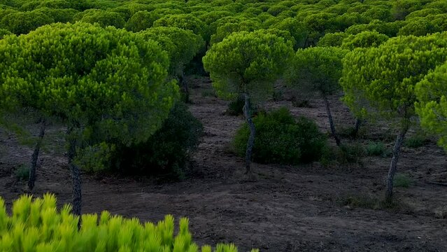 Very close flight over tree needles - Stone Pines trees in Span, natural climate and background