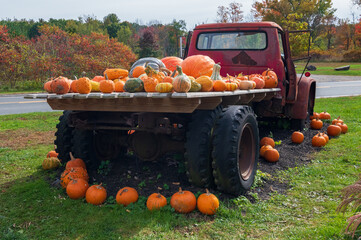 Pumpkins on display on an old red flatbed pickup truck. © Laura Stone