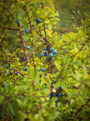 Strauch der Schlehe (Prunus spinosa) mit reifen blauen Früchten an den Zweigen.