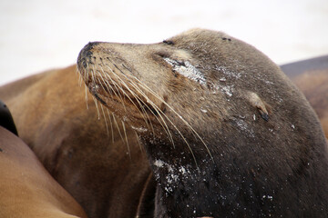 Fototapeta premium Galapagos sea lion on Gardner Bay beach, Espanola Island, Galapagos Island