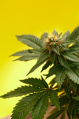 Close up macro of top bud of cannabis plant ready to harvest. On yellow background.