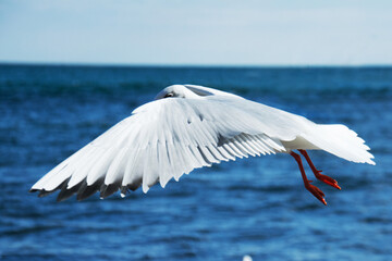 Fototapeta premium seagull bird