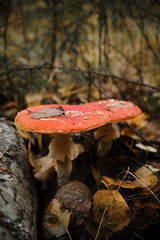 Concept of environment and nature of autumn forest in detail. Two red fly agaric poisonous and dangerous inedible mushrooms grow in autumn forest. Amanita muscaria Macro photo.