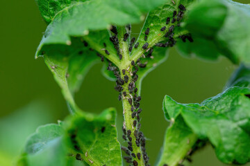 Aphid Colony. Greenfly or Green Aphid Garden Parasite Insect Pest Macro on Green Background