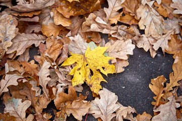 Fallen autumn yellow maple leaf surrounded of fallen oak leaves, selective focus, background texture