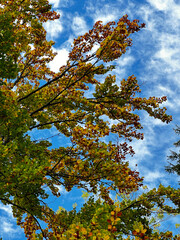 tree in autumn