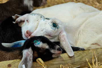 Baby Goat Sleeping