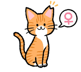 耳カットをされた雌の茶トラ猫