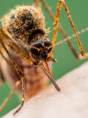 Malaria Infected Mosquito Bite. Leishmaniasis, Encephalitis, Yellow Fever, Dengue, Malaria Disease, Mayaro or Zika Virus Infectious Culex Mosquitoe Parasite Insect Macro.