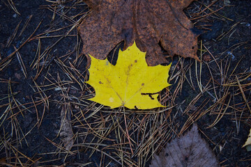 Fallen autumn yellow maple leaf on a wet asphalt, selective focus