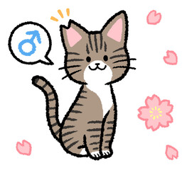 耳カットをされた雄のキジトラ猫