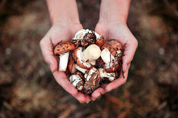 Fresh collected in the forest mushrooms in hands