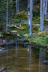 Teich im Wald bei Mieders im Stubaital