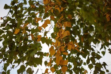 Autumn birch green and yellow leaves background. Selective focus