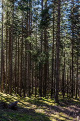 Fototapeta na wymiar Bäume im Wald
