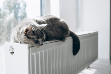 Heating season. Gray fluffy cat lies on white radiator and warms itself.
