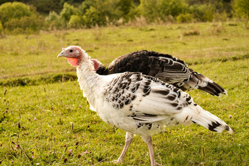 Turkeys walk on the grass in a green meadow in a pasture. Turkey on the farmyard. Thanksgiving day symbol.