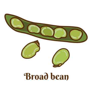Broad bean, fava bean, faba bean. Hand drawn vector illustration isolated on white background.