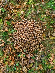 Pile of nuts