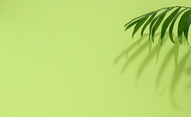 Green palm leaves with shadow on a green background. Empty stage for demonstration and advertising of cosmetic products