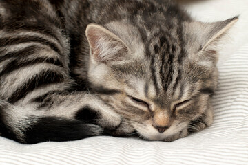 Cute striped black and white kitten is sleeping. A purebred kitten of the British shorthair breed
