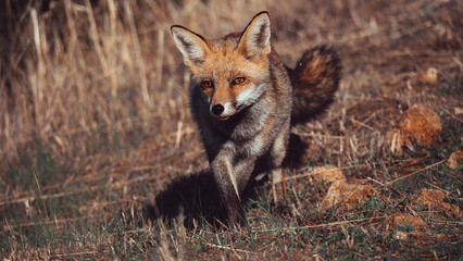 Portrait of a fox