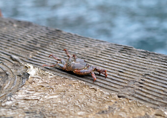 A crab that is on a concrete ledge.