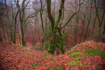 Fototapeta na wymiar autumn red forest in october