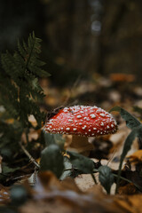 Amanita muscaria Macro photo. Concept of environment and nature of autumn forest in detail. Lonely red fly agaric is poisonous and dangerous inedible mushroom that grows in autumn forest.