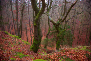 autumn red forest in october