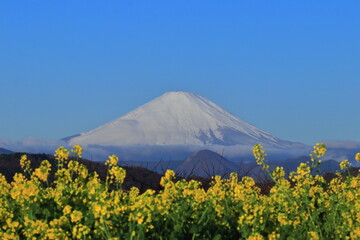 春の訪れを告げる花