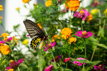 butterfly on a flower