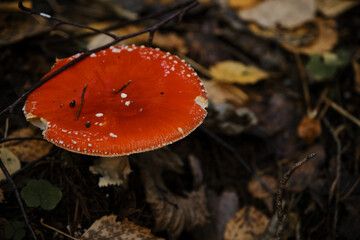 Lonely red fly agaric is poisonous and dangerous inedible mushroom that grows in autumn forest. Top view. Amanita muscaria Macro photo. Concept of environment and nature of autumn forest in detail.