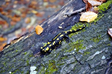 Obraz na płótnie Canvas The fire salamander (Salamandra salamandra) Salamandridae familay, is a common species of salamander found in Europe. Location: Near Kelheim, Bavaria, Germany.