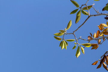 leaves on blue sky background.  magnolia leaves  and blue sky. autumn image.