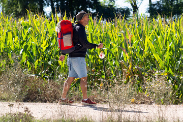 Camino de Santiago pilgrim to Compostela with corn plantation in background  , near Astorga village...