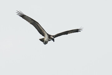 osprey is hunting a fish