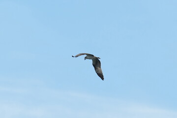 osprey is hunting a fish