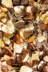 Autumn colorfull tree leaves