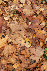 Autumn colorfull tree leaves