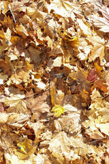 Autumn colorfull tree leaves