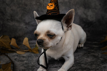 
Cute chihuahua dog with witch hat with pumpkin ,resting on a background with autumn leaves.