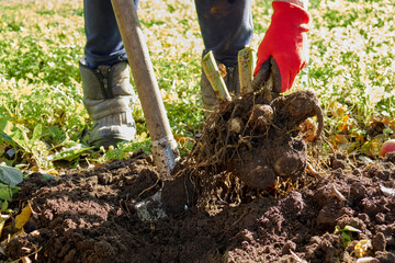 Roots and tubers of dahlia flowers in the gardener's hands. A woman is digging up dahlia roots in her garden. Autumn work in the garden